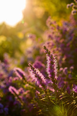 Beautiful flowers in the garden, outdoor Chiangmai Thailand