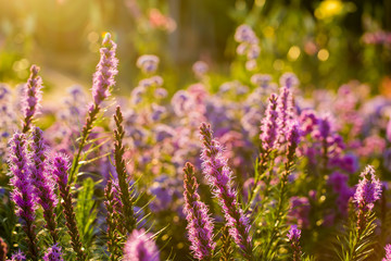 Obraz premium Beautiful flowers in the garden, outdoor Chiangmai Thailand