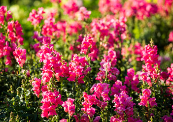 Beautiful flowers in the garden, outdoor Chiangmai Thailand