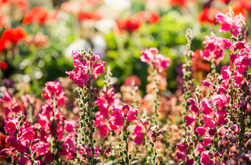 Obraz premium Beautiful flowers in the garden, outdoor Chiangmai Thailand