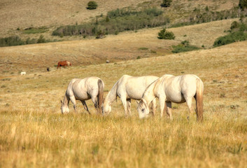 Wild Horses