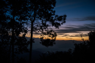 Sunrise with Pine trees on the first plan and himalayas on the background