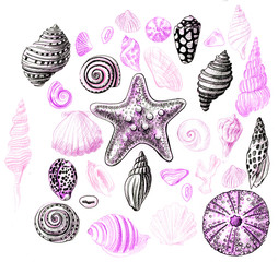 Seashells