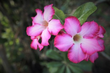 Flowers: Very fresh desert flowers