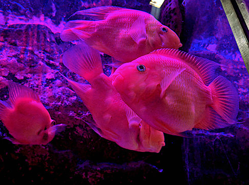 blood parrot cichlid  commonly known as aquarium parrot fish swimming in the aquarium tank.