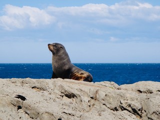 Fototapeta premium New Zealand Seals