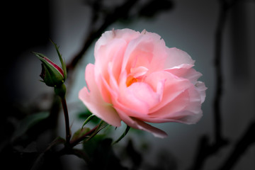 Pink rose in full bloom in winter