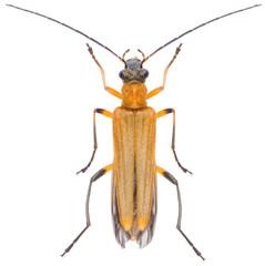 Oedemera podagrariae beetle or False Blister Beetles, is a species of beetles belonging to the family Oedemeridae subfamily Oedemerinae. Isolated female Oedemera podagrariae on white background.