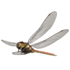 3d rendered common darter dragonfly isolated on white background