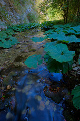 Wild Dabasnica canyon in Croatia