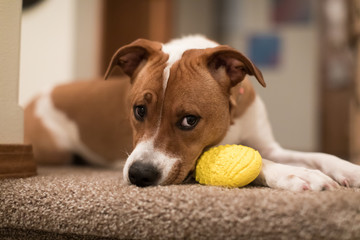 jack russell puppy giving puppy eyes