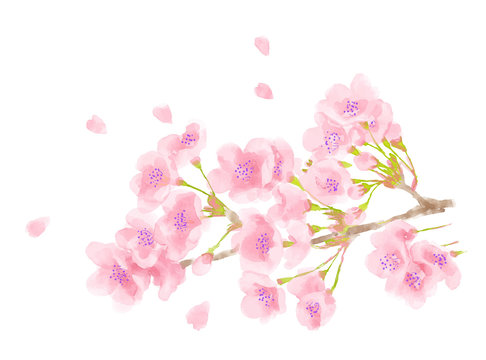 桜の花　春のイメージ水彩画