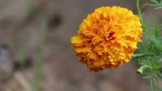 marigold flowers close up during day time