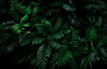 Fern leaves on dark background in jungle. Dense dark green fern leaves in garden at night. Nature...
