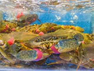 Alive crabs in the water tank at seafood market