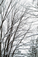 Snow-covered tree branches