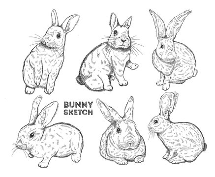 Rabbit set ink hand drawn.Bunny sketch style,isolated in white background..
