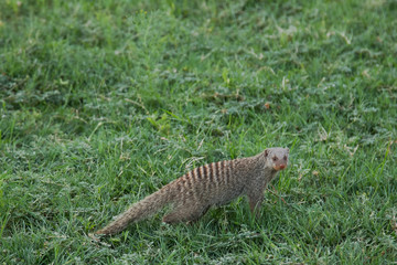 meerkat in grass
