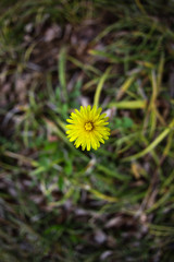 yellow flora