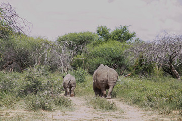 Fototapeta premium rhinoceros mother and baby walking away