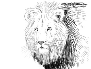 lion digital pencil illustration