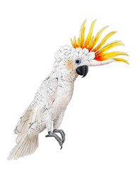 cockatoo digital illustration isolated