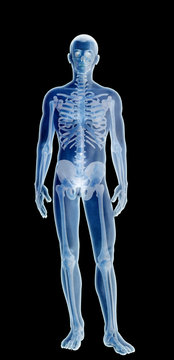 3d illustration render of human body organs