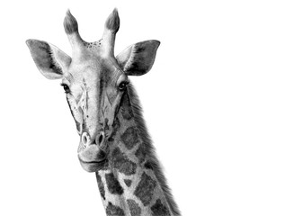 giraffe digital ink illustration