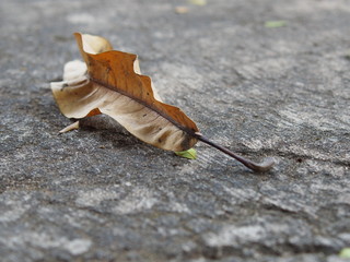 autumn leaf on the ground