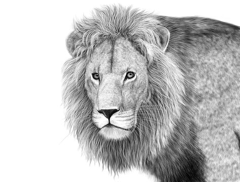 lion digital pencil illustration