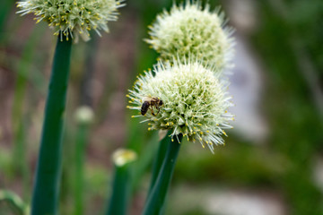 Blooming onions in the garden. Bees collect nectar.