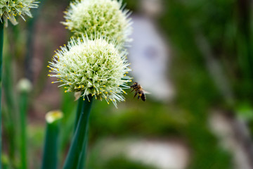Blooming onions in the garden. Bees collect nectar.