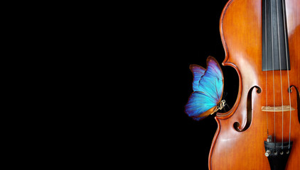 violin isolated on black closeup. beautiful blue butterfly morpho on violin. music concept. copy spaces © Oleksii