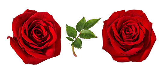 Fresh beautiful roses isolated on white background with clipping path