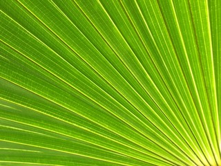 green palm leaf for background.