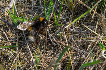 Naklejka na ściany i meble Dead large earth bumblebee (Bombus terrestris)