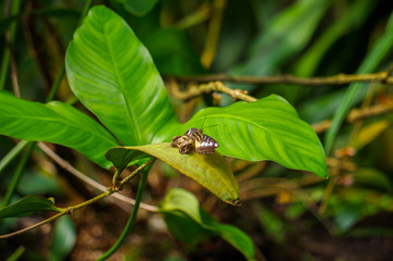 handicapped butterfly