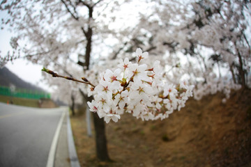 Cherry Blossom… like a snow