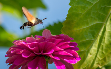 The hummingbird hawk-moth (Macroglossum stellatarum) is a species of moth. Itis distributed throughout the northern Old World from Portugal to Japan.