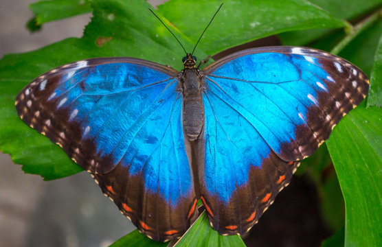 Morpho peleides, the Peleides blue morpho, common morpho or the emperor is an iridescent tropical butterfly found in Mexico, Central America, northern South America, Paraguay and Trinidad.