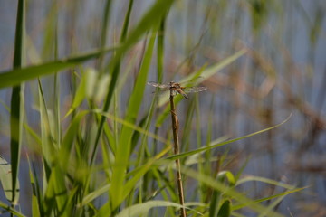 lake and sky with clouds, beautiful nature where you can relax and enjoy the scenery