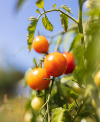 Ripe cherry tomatoes on a plant in the garden