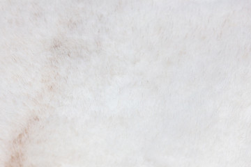 Fur on sheep's clothing as a background