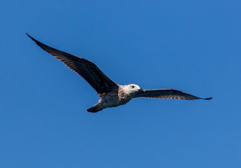 Seagull in flight against the blue sky
