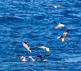 A flock of seagulls whirls above a fish in the sea