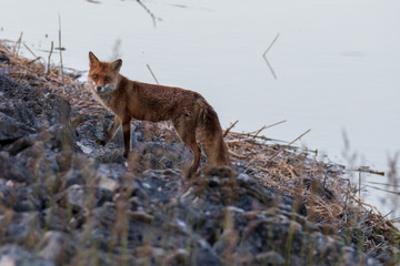 Renard sur la berge du lac