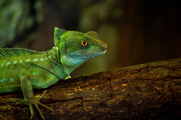 The plumed basilisk (Basiliscus plumifrons), also called commonly the green basilisk is a species of lizard in the family Corytophanidae. The species is native to Central America.
