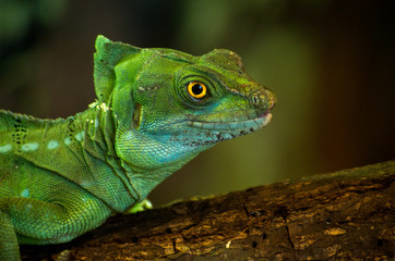 The plumed basilisk (Basiliscus plumifrons) is native to Central America.