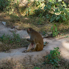 Monkey with an injured leg sitting on the sidewalk