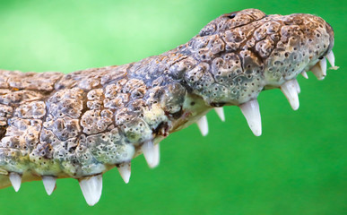Teeth in the mouth of a crocodile